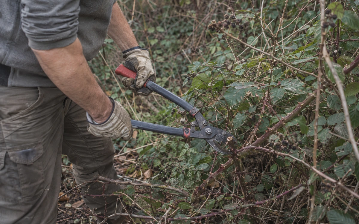 Blackberry bush removal contractor
